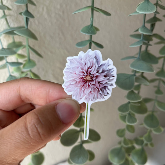 Dianthus Carnation Flower Vinyl Sticker