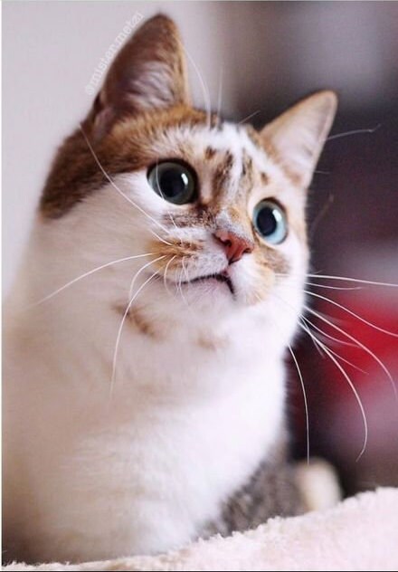 Custom Cat Pet Portrait